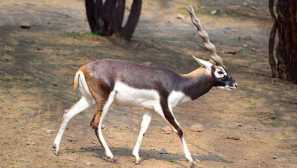 Rollarge Antilop Garna alebo Olenekóza Antelope | Svet zvierat a rastlín